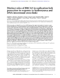 Distinct Roles of BRCA2 in Replication Fork Protection in Response to Hydroxyurea and DNA Interstrand Cross-Links
