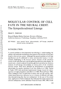 MOLECULAR CONTROL of CELL FATE in the NEURAL CREST: the Sympathoadrenal Lineage