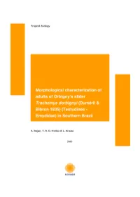 Morphological Characterization of Adults of Orbigny's Slider Trachemys Dorbignyi