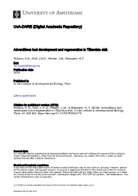 Adventitious Bud Development and Regeneration in Tillandsia Eizii