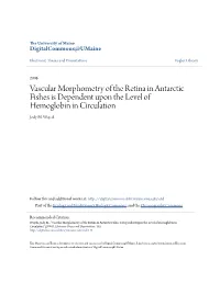 Vascular Morphometry of the Retina in Antarctic Fishes Is Dependent Upon the Level of Hemoglobin in Circulation Jody M