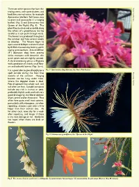 There Are Other Species That Have Thin Trailing Stems, with Spine Clusters
