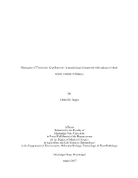 Phylogeny of Tortricidae (Lepidoptera): a Morphological Approach with Enhanced Whole