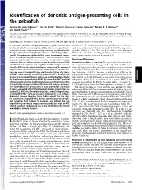 Identification of Dendritic Antigen-Presenting Cells In