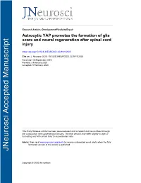 Astrocytic YAP Promotes the Formation of Glia Scars and Neural Regeneration After Spinal Cord Injury