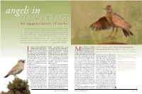An Appreciation of Larks