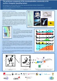 The Gelatinous Component of the Mesozooplankton Community in The