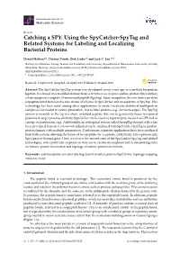 Using the Spycatcher-Spytag and Related Systems for Labeling and Localizing Bacterial Proteins