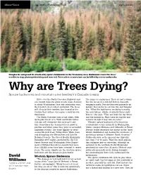 Why Are Trees Dying? Spruce Budworms and Mountain Pine Beetles Hit Cascade Forests