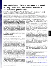 Neisseria Infection of Rhesus Macaques As a Model to Study Colonization, Transmission, Persistence, and Horizontal Gene Transfer