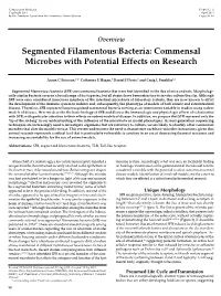 Segmented Filamentous Bacteria: Commensal Microbes with Potential Effects on Research