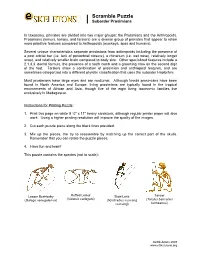 Scramble Puzzle | Suborder Prosimians