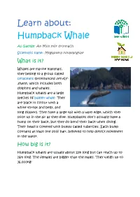 Humpback Whale Fact Sheet
