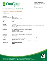 OR4M1 (C-Term) Rabbit Polyclonal Antibody – AP53063PU-N