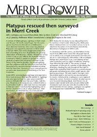 Platypus Rescued Then Surveyed in Merri Creek