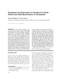 Regulated Vnd Expression Is Required for Both Neural and Glial Speciﬁcation in Drosophila