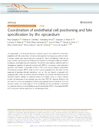 Coordination of Endothelial Cell Positioning and Fate Specification By