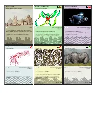 Phylo: the Trading Card Game