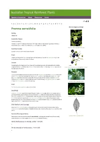 Premna Serratifolia Click on Images to Enlarge