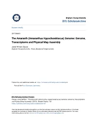The Amaranth (Amaranthus Hypochondriacus) Genome: Genome, Transcriptome and Physical Map Assembly