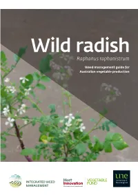 Raphanus Raphanistrum