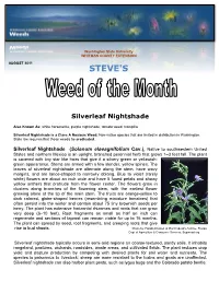 Silverleaf Nightshade