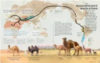 Magnificent Migration