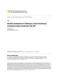 Dendritic Development of Gabaergic Cortical Interneurons Revealed by Biolistic Transfection with GFP