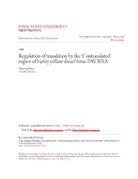 Regulation of Translation by the 3' Untranslated Region of Barley Yellow Dwarf Virus-PAV RNA Shanping Wang Iowa State University