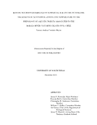 Benthic Macroinvertebrates of Temperate, Sub-Antarctic Streams