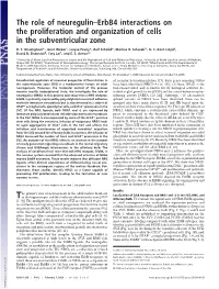 The Role of Neuregulin–Erbb4 Interactions on the Proliferation and Organization of Cells in the Subventricular Zone