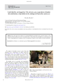 Look What the Cat Dragged In: Felis Silvestris Catus As Predators of Insular Bats and Instance of Predation on the Endangered Pipistrellus Maderensis