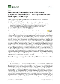 Response of Photosynthesis and Chlorophyll Fluorescence Parameters of Castanopsis Kawakamii Seedlings to Forest Gaps