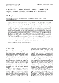 Are Wintering Common Redpolls Carduelis Flammea More Exposed to Avian Predators Than Other Small Passerines?