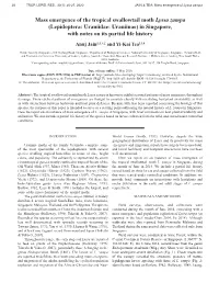Mass Emergence of the Tropical Swallowtail Moth Lyssa Zampa (Lepidoptera: Uraniidae: Uraniinae) in Singapore, with Notes on Its Partial Life History