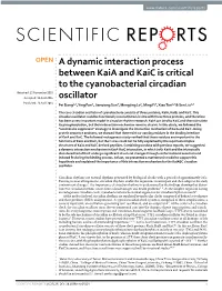 A Dynamic Interaction Process Between Kaia and Kaic Is Critical To
