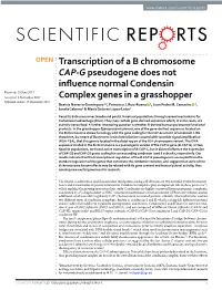 Transcription of a B Chromosome CAP-G Pseudogene Does Not Influence Normal Condensin Complex Genes in a Grasshopper