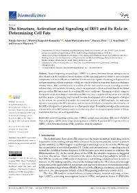 The Structure, Activation and Signaling of IRE1 and Its Role in Determining Cell Fate