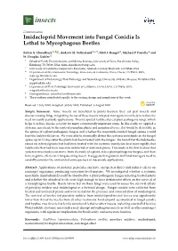 Imidacloprid Movement Into Fungal Conidia Is Lethal to Mycophagous Beetles