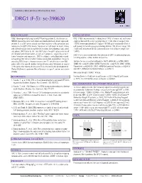 DRG1 (F-5): Sc-390620
