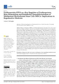 As a Key Regulator of Erythropoiesis, Bone Remodeling and Endothelial