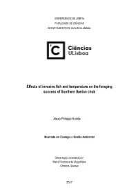 Effects of Invasive Fish and Temperature on the Foraging Success of Southern Iberian Chub