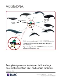 Retrophylogenomics in Rorquals Indicate Large Ancestral Population Sizes and a Rapid Radiation Lammers Et Al