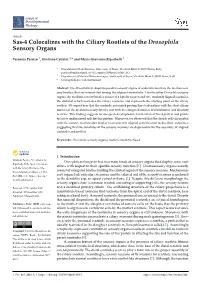 Sas-4 Colocalizes with the Ciliary Rootlets of the Drosophila Sensory Organs