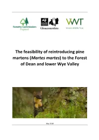 The Feasibility of Reintroducing Pine Martens to the Forest of Dean And