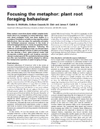 Focusing the Metaphor: Plant Root Foraging Behaviour