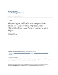 Morphological and Molecular Analyses of the Blacknose Dace Species Complex (Genus Rhinichthys) in a Large Zone of Contact in West Virginia Geoffrey D