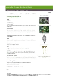 Exocarpos Latifolius Click on Images to Enlarge