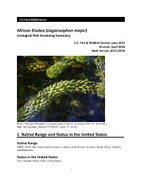 Lagarosiphon Major) Ecological Risk Screening Summary
