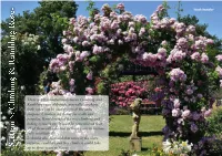There Is Often Confusion Between Climbing and Rambling Roses Although, Generally Speaking, Both Types Can Be Used for Much the Same Purpose
